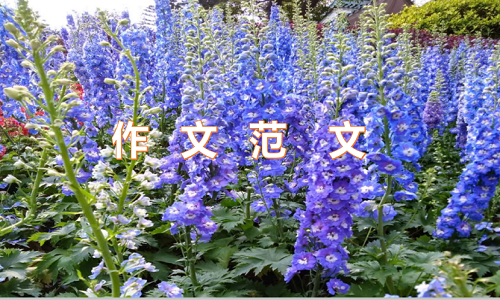 我的心愿六年級作文